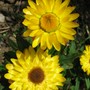 Helichrysum arenarium