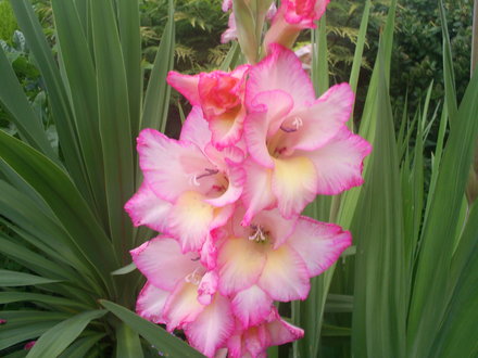 gladioli