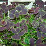 Four-leafed Clover