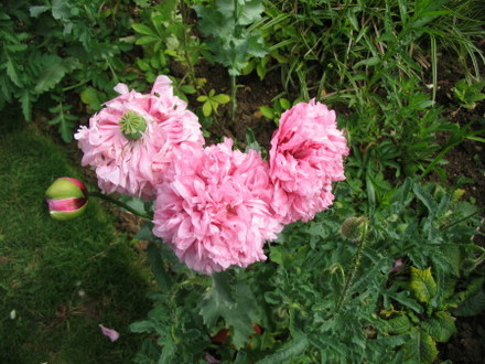 Poppy,s (Papaver somniferum)
