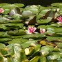 Water lilies