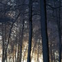Woods in wintertime
