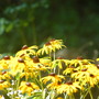 Black-eyed Susan