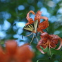 Lillies with Butterfly