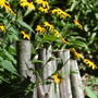 Black-eyed Susan through Wood Fence