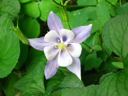 Blue Columbine (Aquilegia alpina)