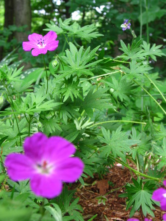 Cranesbill