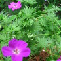 Cranesbill