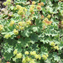 Alchemilla02