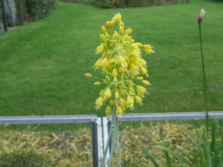 Allium flavum (Allium flavum)