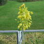 Allium flavum