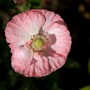 Poppy