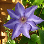 Clematis_flower