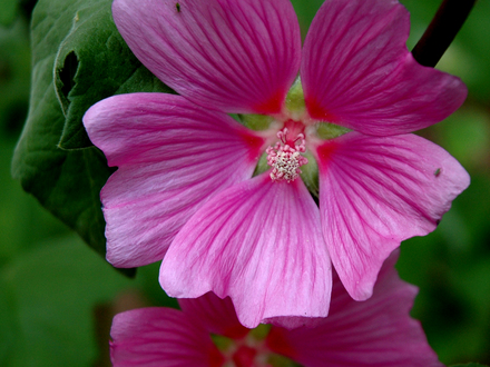 Pink starburst