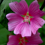 Pollen_starburst1