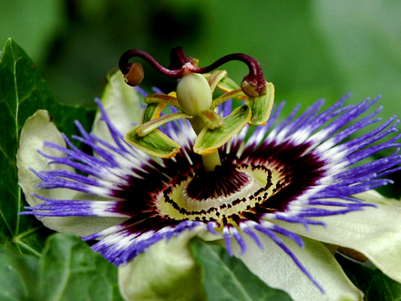 Passion fruit flower