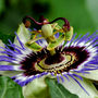 Passion fruit flower