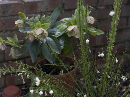 A garden flower photo (Helleborus orientalis (Lenten rose))