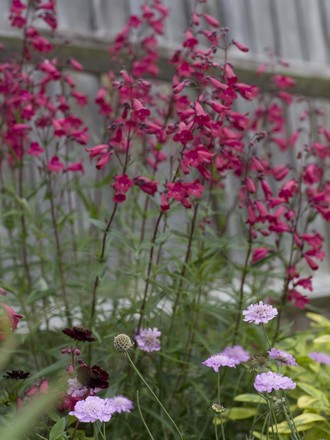 A garden flower photo (Penstemon hirsutus (Beardtongue))