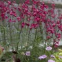Img_9797