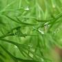 Dill (just for you Irish!) (Anethum graveolens)