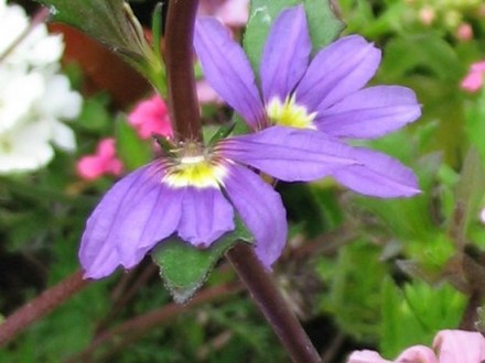 Scaevola Blue (Scaevola (Fairy fan Flower))