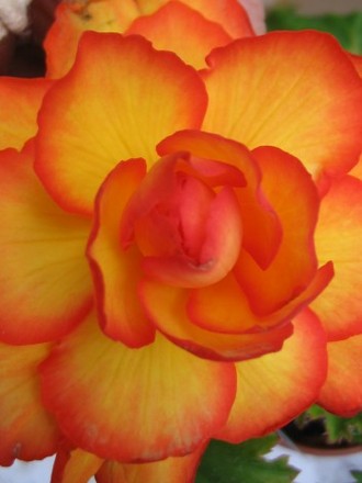 Begonia Nigra Scarlet (Begonia)
