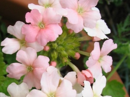 Verbena Coral (Verbena)