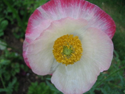 Poppy (Papaver somniferum)