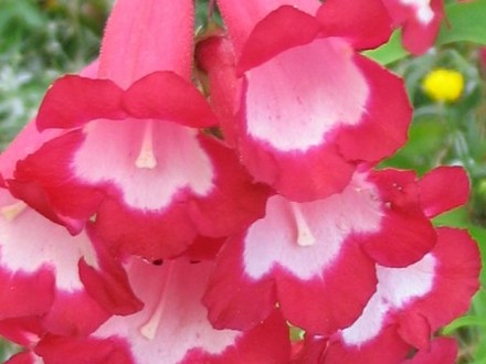 Penstemon