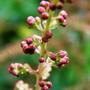 Copy_of_garden_366