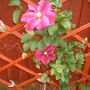 A garden flower photo