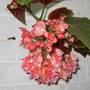 Begonia Rex
