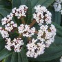 photo from last year(07) (Viburnum davidii (Viburnum))