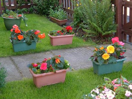 Begonias 