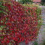 Virginia creeper (Parthenocissus tricuspidata)