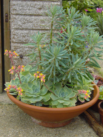 A garden flower photo