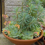 A garden flower photo