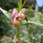 Penstemon