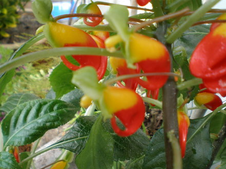 Impatiens niamniamensis