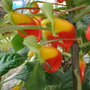 Picture_215