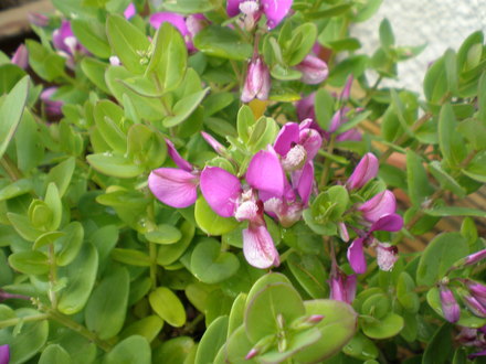A garden flower photo