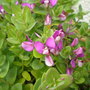 Picture_217