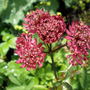 Picture_221