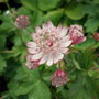 Picture_223