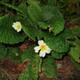Primula vulgaris