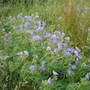 Picture_258
