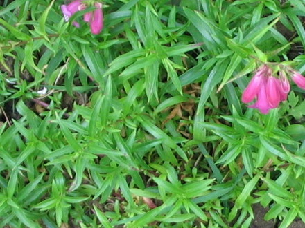 Penstemon Name unknown (Penstemon)