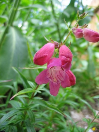 Little Penstemon  (Penstemon)