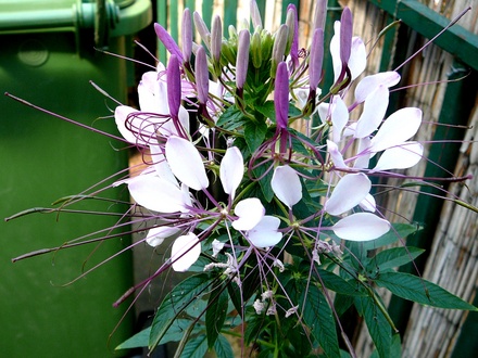 Cleome flowering on terrace. (Cleome hassleriana (Spider flower))